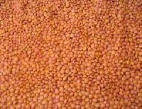 Manufacturers Exporters and Wholesale Suppliers of Red Lentil Barely Uttar Pradesh